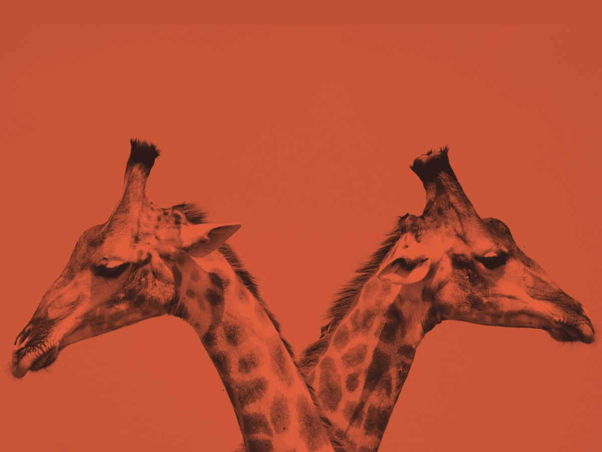 Two giraffes with their necks crossed, facing opposite directions, against an orange background. The image highlights their distinct spotted patterns and characteristic long necks. Much like the unique roles of Chief Product Officer vs. Chief Experience Officer, the colors are altered to create a vibrant, artistic effect.