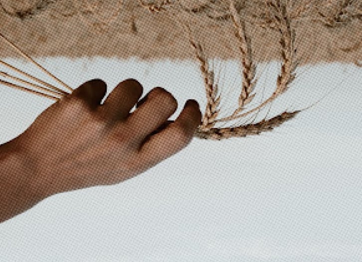 A hand is holding several stalks of wheat against a textured background. The golden, ripe wheat, ready for harvest, symbolizes the efforts of a collective team. The gradient from light brown to white in the background adds depth to the image.