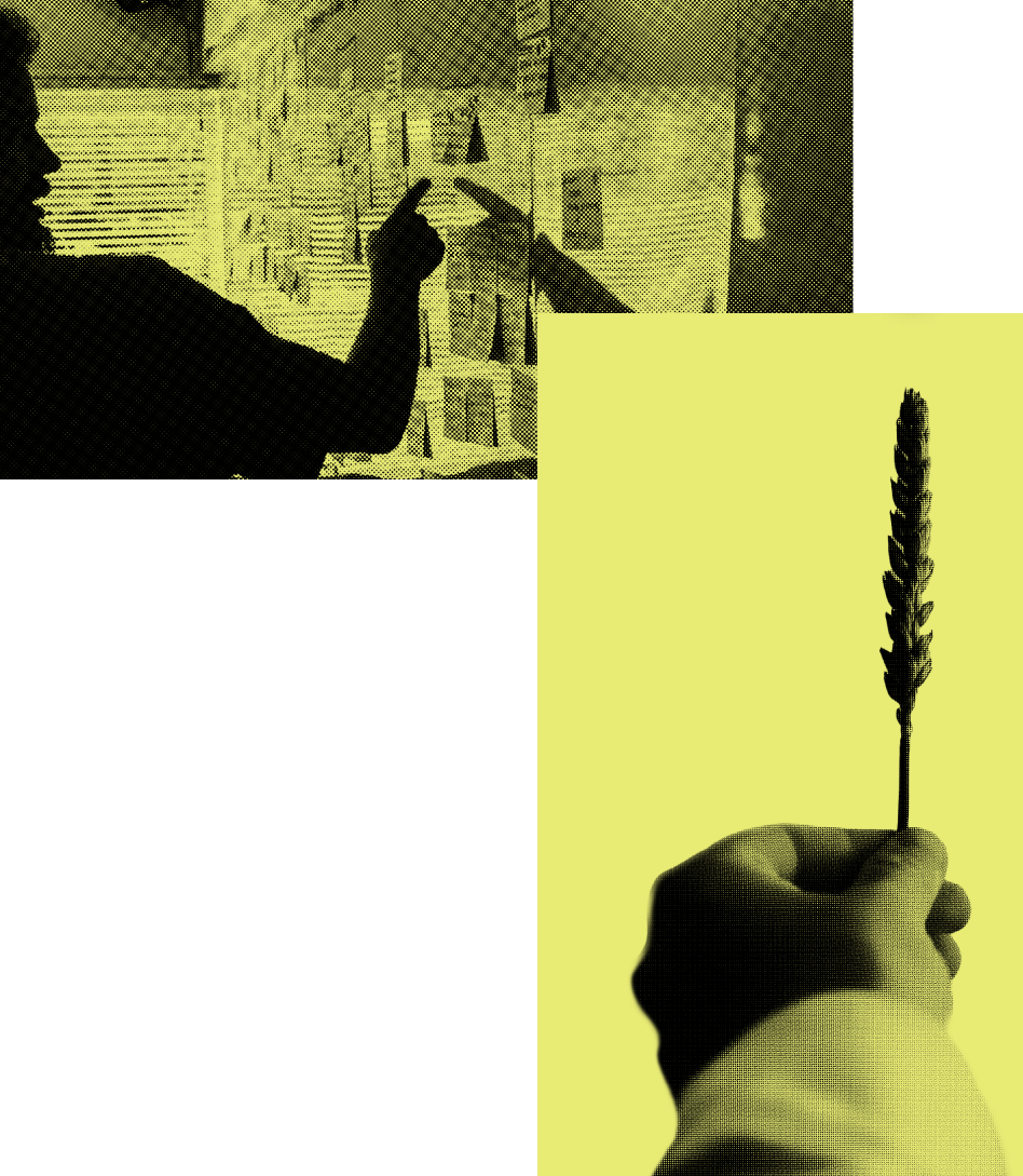 A person points at various notes pinned on a wall in a dimly lit room, while an extended hand in the foreground holds a single wheat stalk. The image, tinted yellow and seemingly divided into sections with a high-contrast effect, invites a clear assessment of its intricate details.