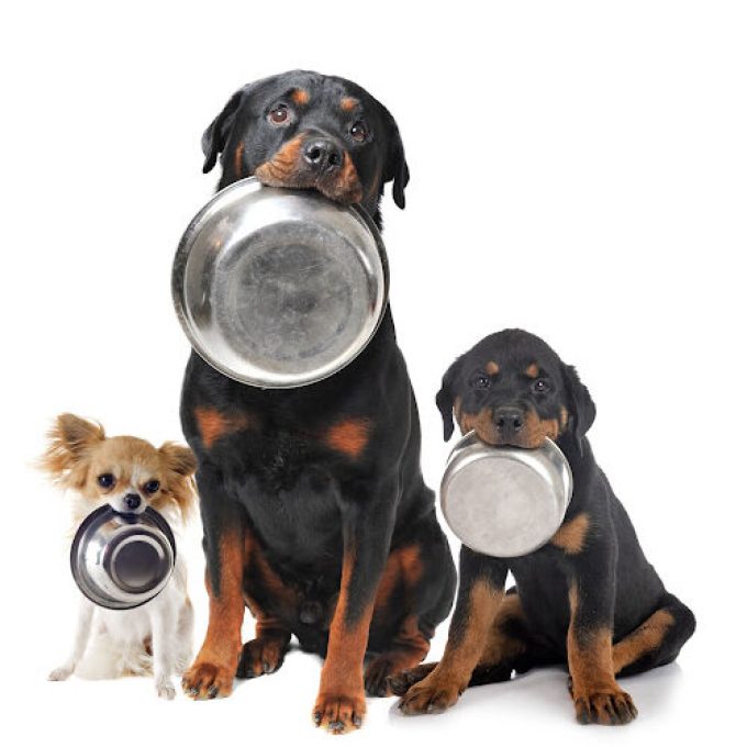 Three dogs sit in a line holding empty metal bowls in their mouths. The dog on the left is small with fluffy fur, possibly a Chihuahua. The middle and right dogs are larger, black with tan markings, likely Rottweilers—with the right one being a puppy. It’s like strategic recruitment for canine growth!